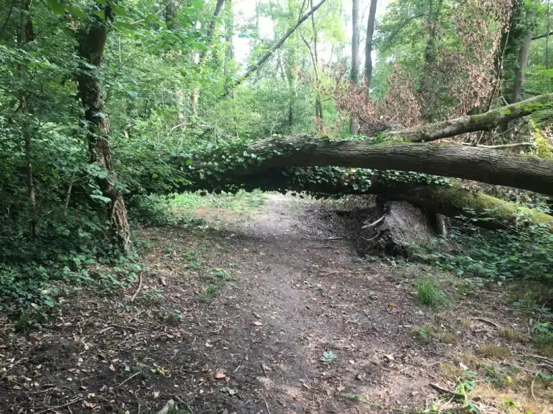 Un arbre tombé à travers un sentier en forêt