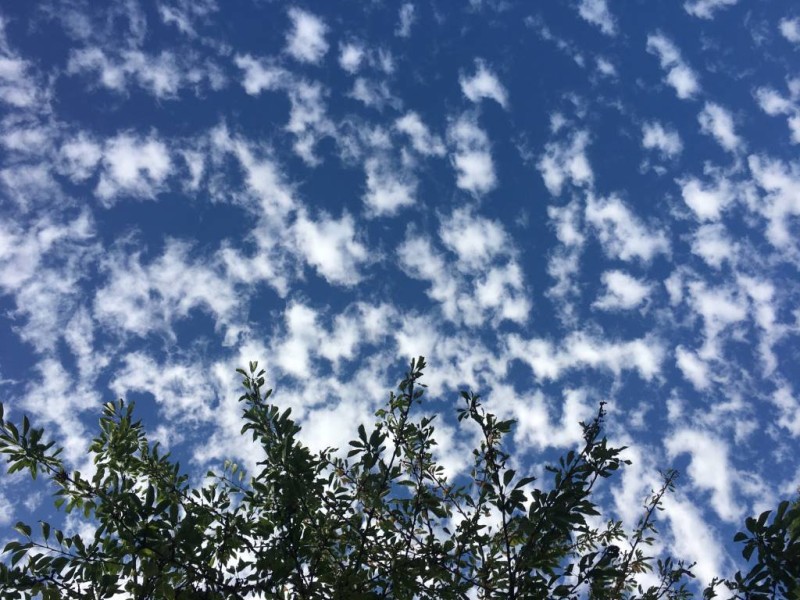 Photo illustrative : vue du ciel avec quelques nuages en forme de coton et le feuillage d'un arbre